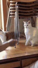 如何判断家里的猫是不是智障,猫咪弱智