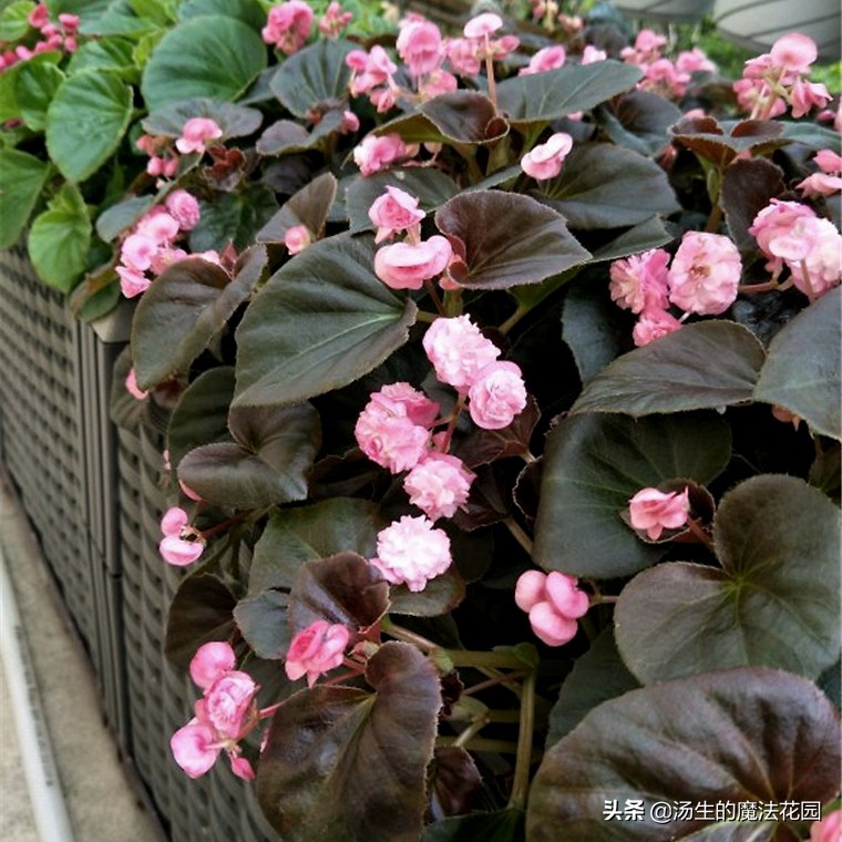 四季海棠暖气房养为啥不开花,四季海棠每年什么时候发芽开花