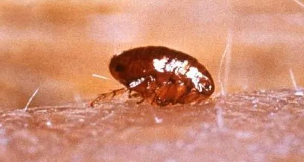 小小跳蚤全部小说,小小的跳蚤竟能养这么大