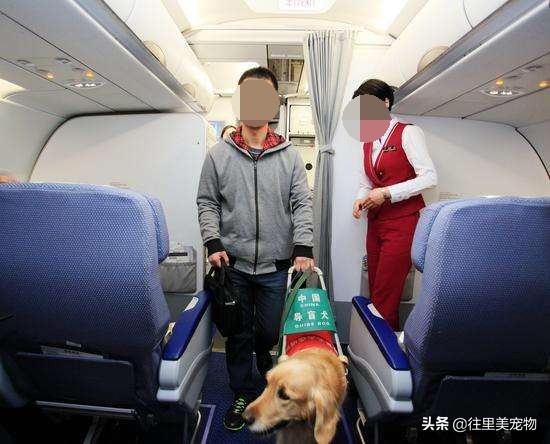 把宠物从国内带到国外要多少钱,把宠物从烟台运到天津