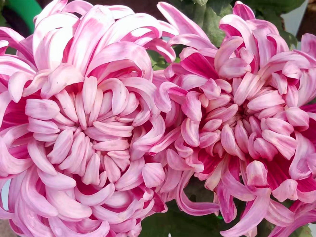 冬天买的带花苞的栀子花怎么养,冬天杜鹃花的花苞蔫了怎么补救