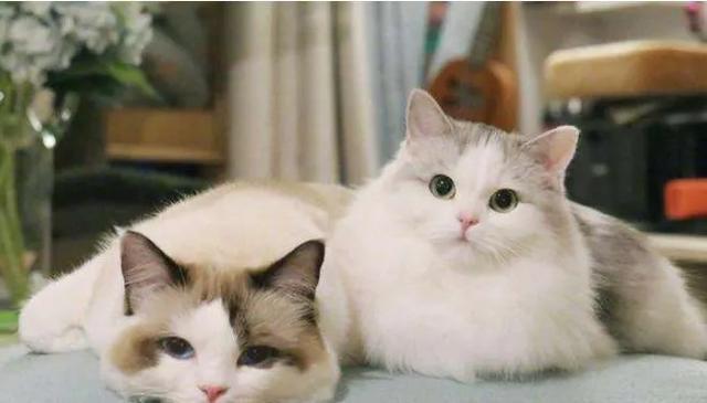 猫中的贵族,猫中的贵族蓝猫