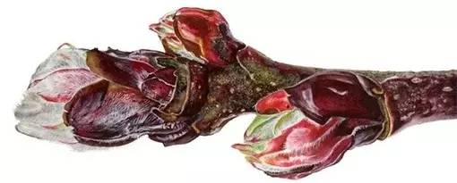 超写实绘画真实吗,超写实的植物绘画