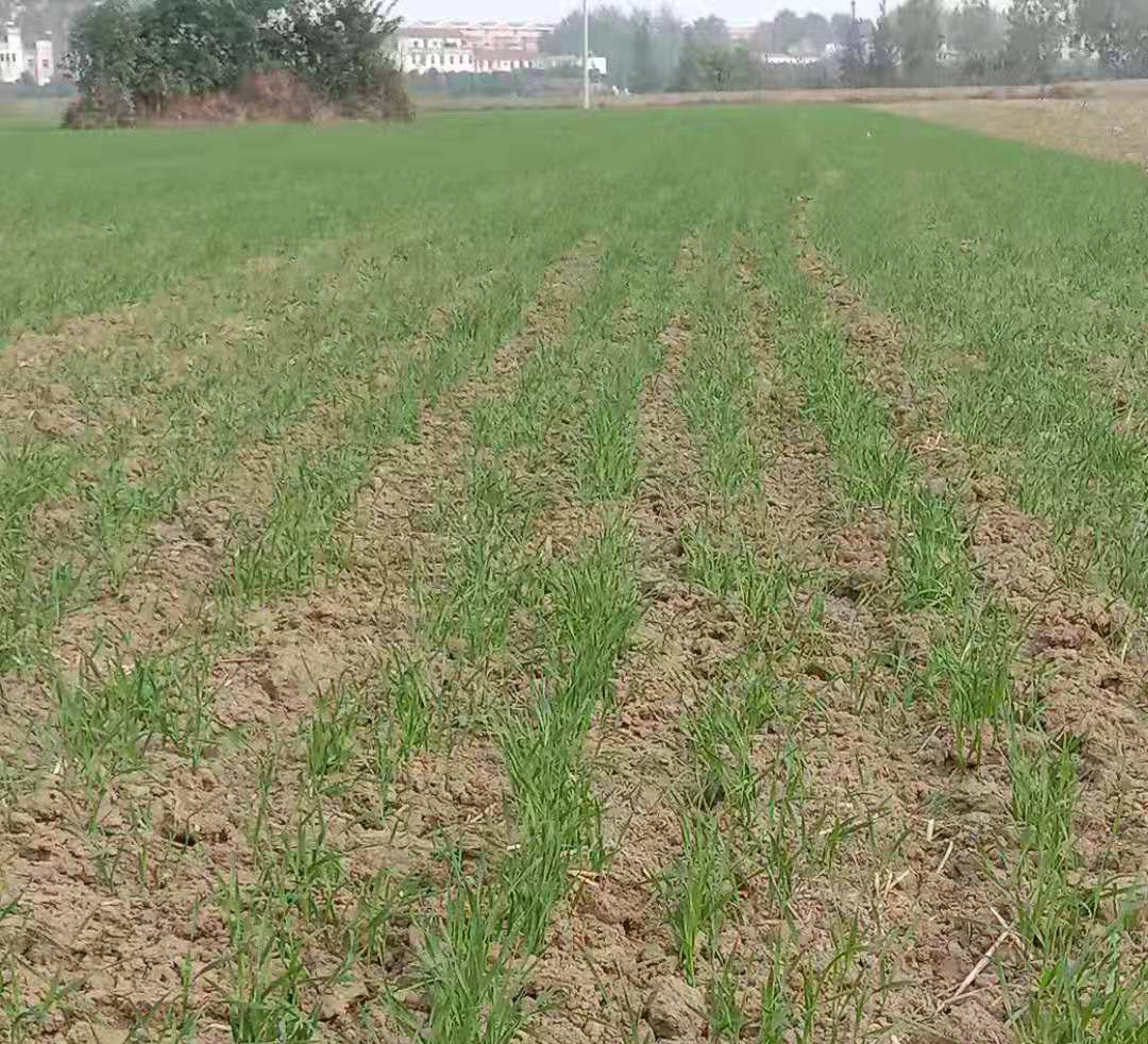 一亩地小麦增产600斤,小麦播种太深了怎么办