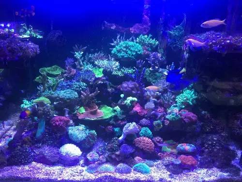 KELO钜彩照明LED水族灯试用活动鱼友评测详情(二)