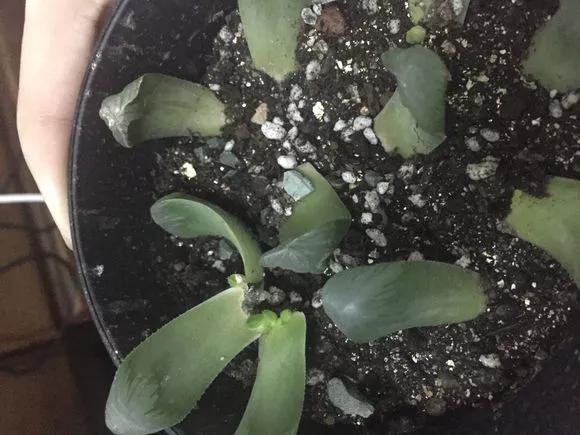 玉露徒长了如何解决,玉露徒长叶子细长干瘪还能恢复吗