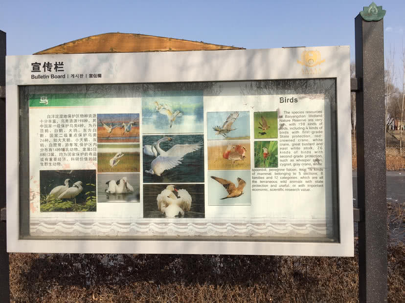 白洋淀的特点,冬季的白洋淀美景