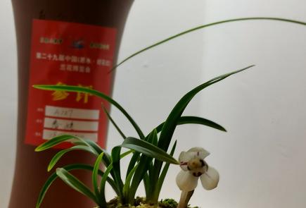 惠水第29届兰博会兰花获奖图片,惠水国际兰花展