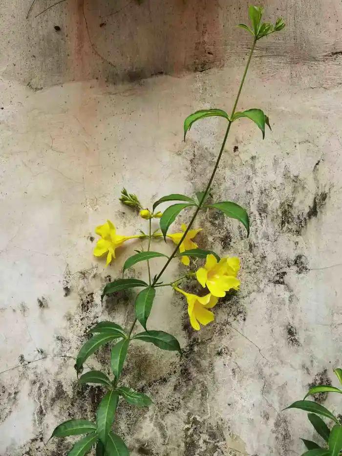 最近的甘坑小镇,现在的甘坑客家小镇都市田园