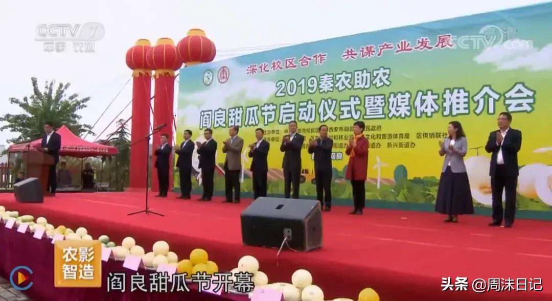 不甜不要钱!白玉甜瓜火了,脆嫩香甜多汁!全家老小都爱吃