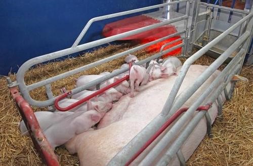 用缩宫素给母猪催奶一天打几次,母猪催奶缩宫素配什么效果好
