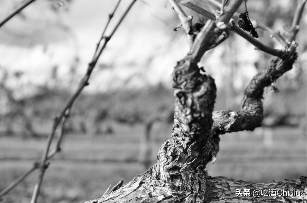 里奥哈葡萄酒好年份,里奥哈红酒