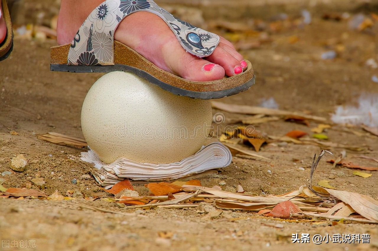 一颗鸵鸟蛋能吃多久,一颗鸵鸟蛋相当于几个鸡蛋