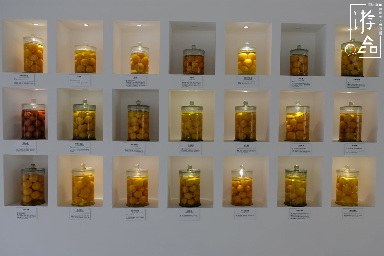 柑橘一共有多少种？很难数清，但三峡橘乡重庆忠县能告诉你答案