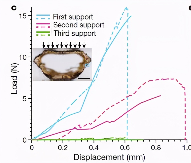 甲虫为什么那么强,压不死的灰色小虫子