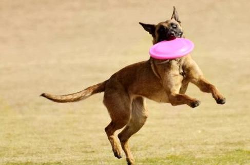 马犬是最成功的犬种,什么品相的马犬才算是好马犬