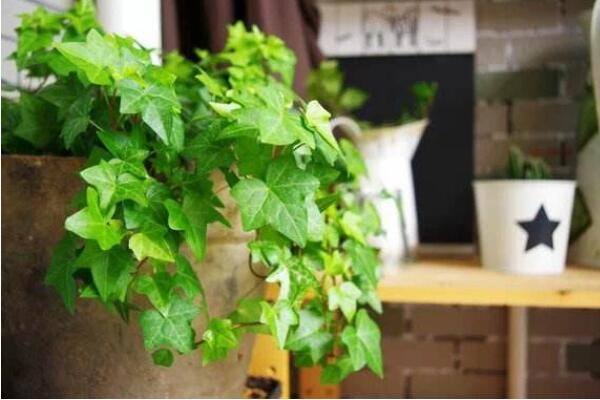 如何预防甲醛最好的方法,装修的房子如何预防甲醛中毒