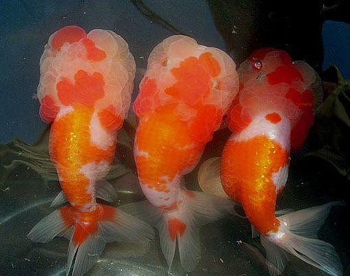 观赏鱼用的东西,观赏鱼饲养哪些器材值得买