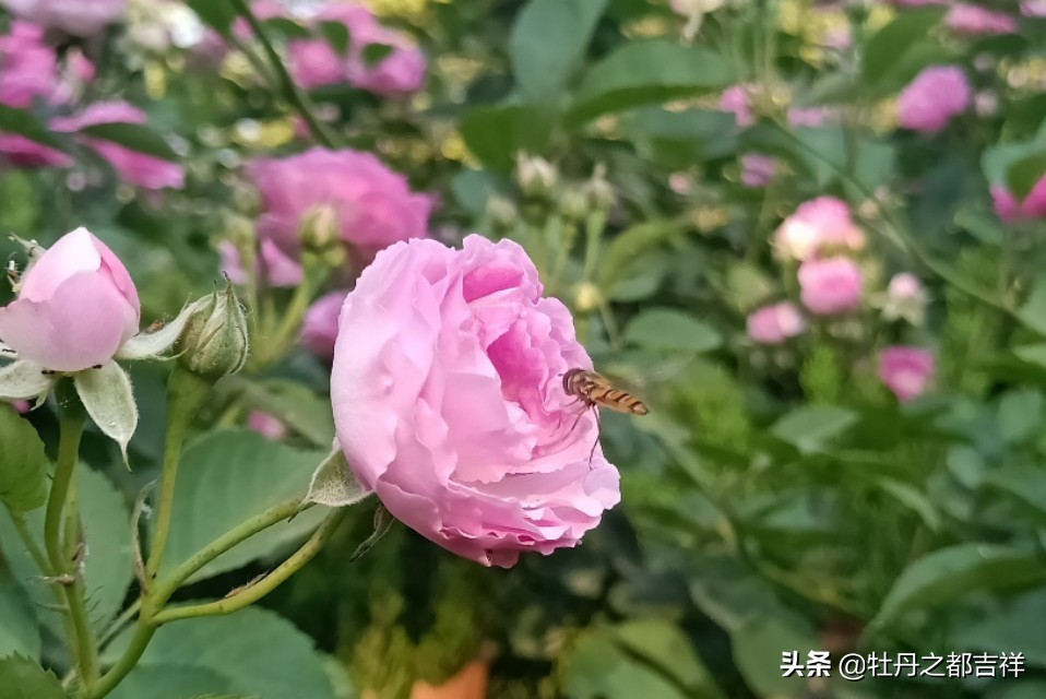 小小精灵采蜜忙，蜜蜂鲜花两相映！小手机拍出大意境