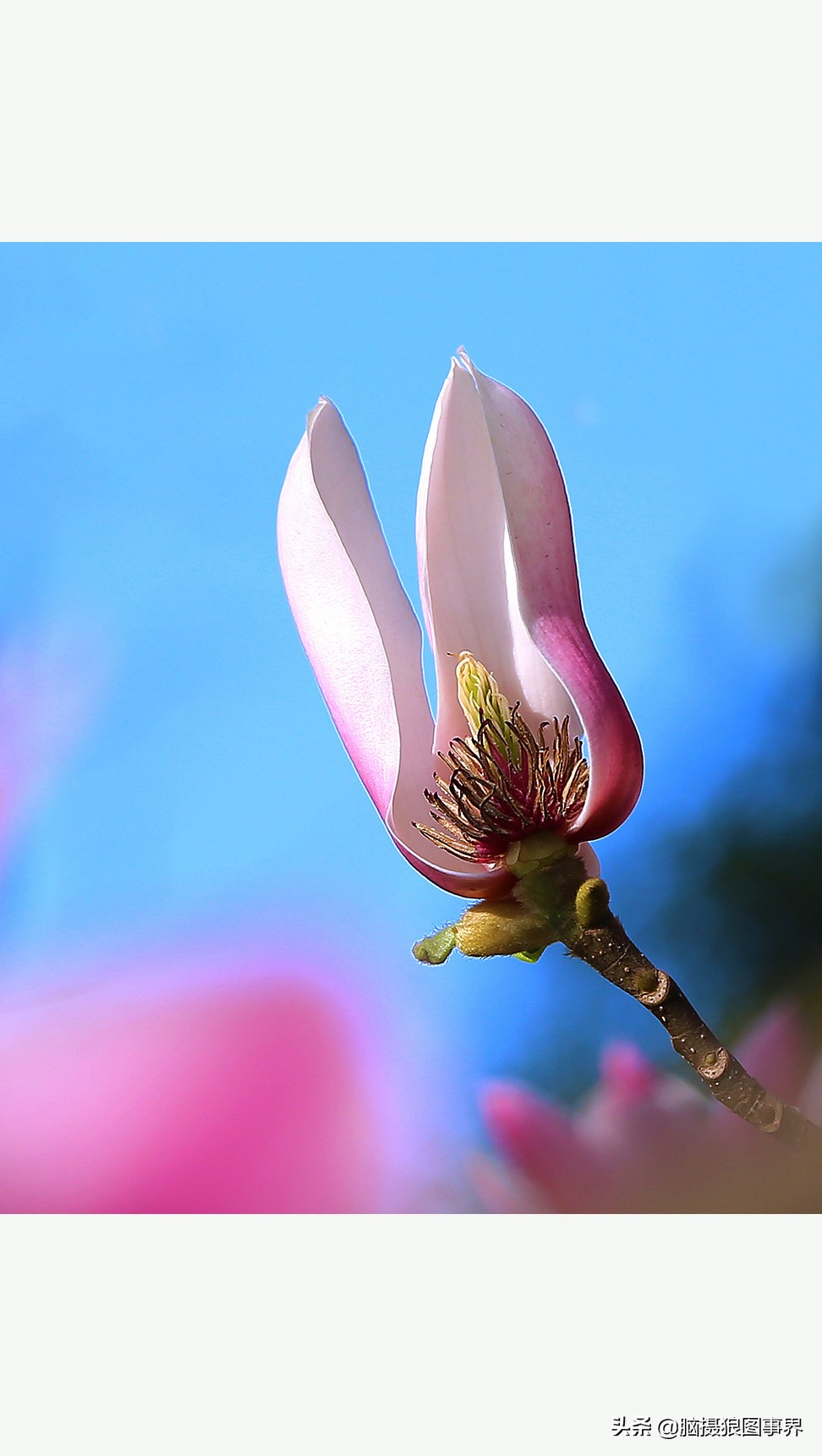 摄影虚化大光圈,佳能24-105镜头怎样拍出虚化效果