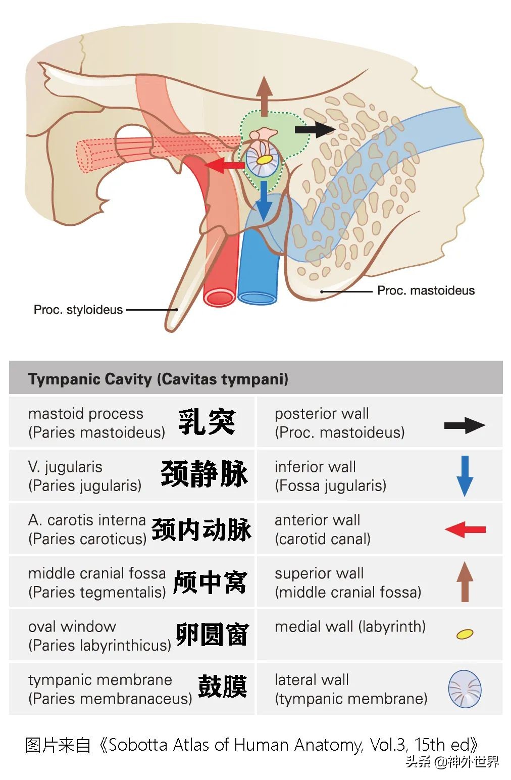 颞骨解剖,颞肌解剖讲解