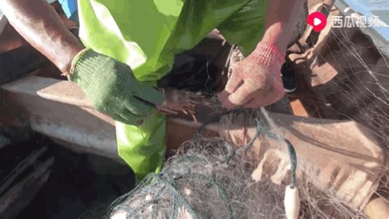 西瓜视频赶海活动,西瓜视频赶海