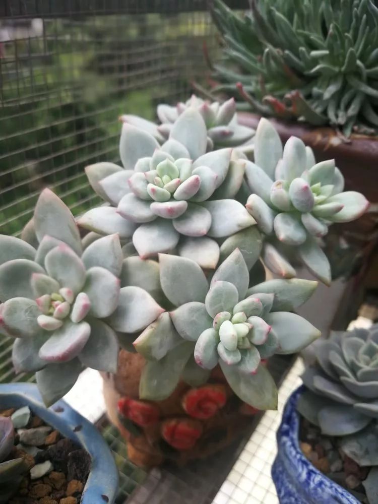 一杯清茶一道暖阳,一杯清茶温暖的时光