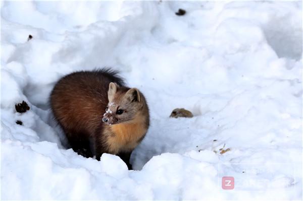 吉林省延边发现紫貂,长白山拍到野生紫貂