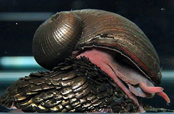 大千世界追寻神秘生物,大千世界昆虫