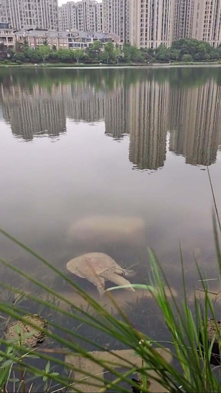 村民捡到40多斤巨鳖将其放生,58斤大鳖突然浮出水面吓坏江边人