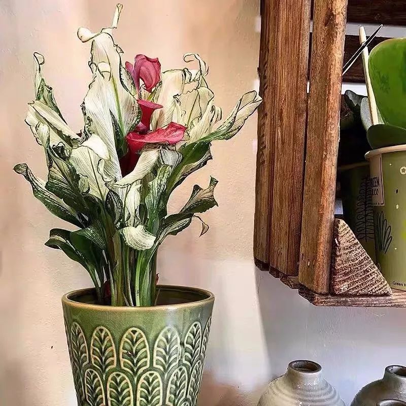 什么花喜庆又好养又好看,家养最旺财的十种花推荐