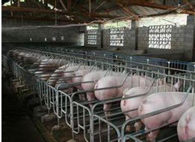 母猪胃溃疡怎么处理,母猪胃溃疡吃了草呕吐