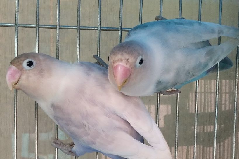 面类牡丹鹦鹉品种介绍及图片,牡丹鹦鹉品种介绍及图片和名字