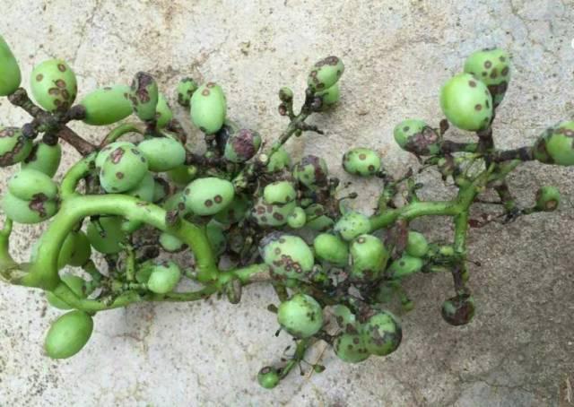 葡萄有果锈是什么病,葡萄树干开裂是怎么回事