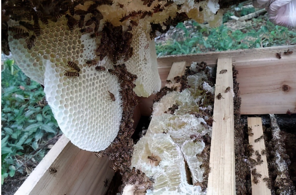 曾卖上百元1斤的土蜂蜜,城里人专门跑农村购买,为何现在少了?