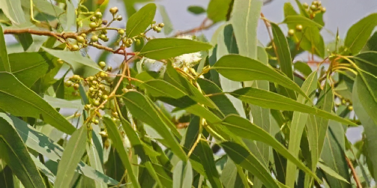 精油的基础知识大全,精油的护肤知识