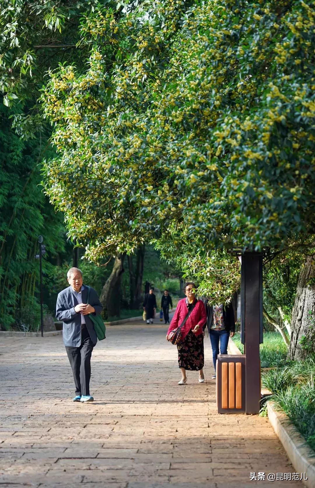 桂花落雨满园香|来黑龙潭公园感受初秋的气息