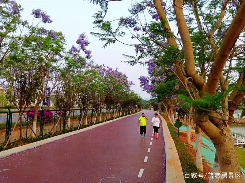 蓝花楹惊艳了初夏的那一抹紫,云南蓝花楹的紫色浪漫