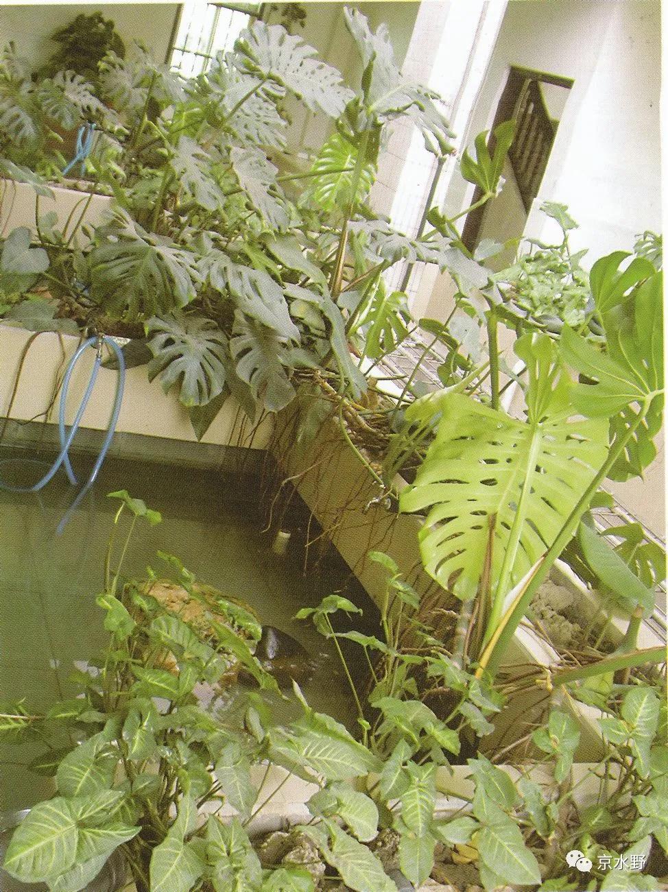 吉祥宠物金钱龟养殖与药用,金钱龟长寿的寓意