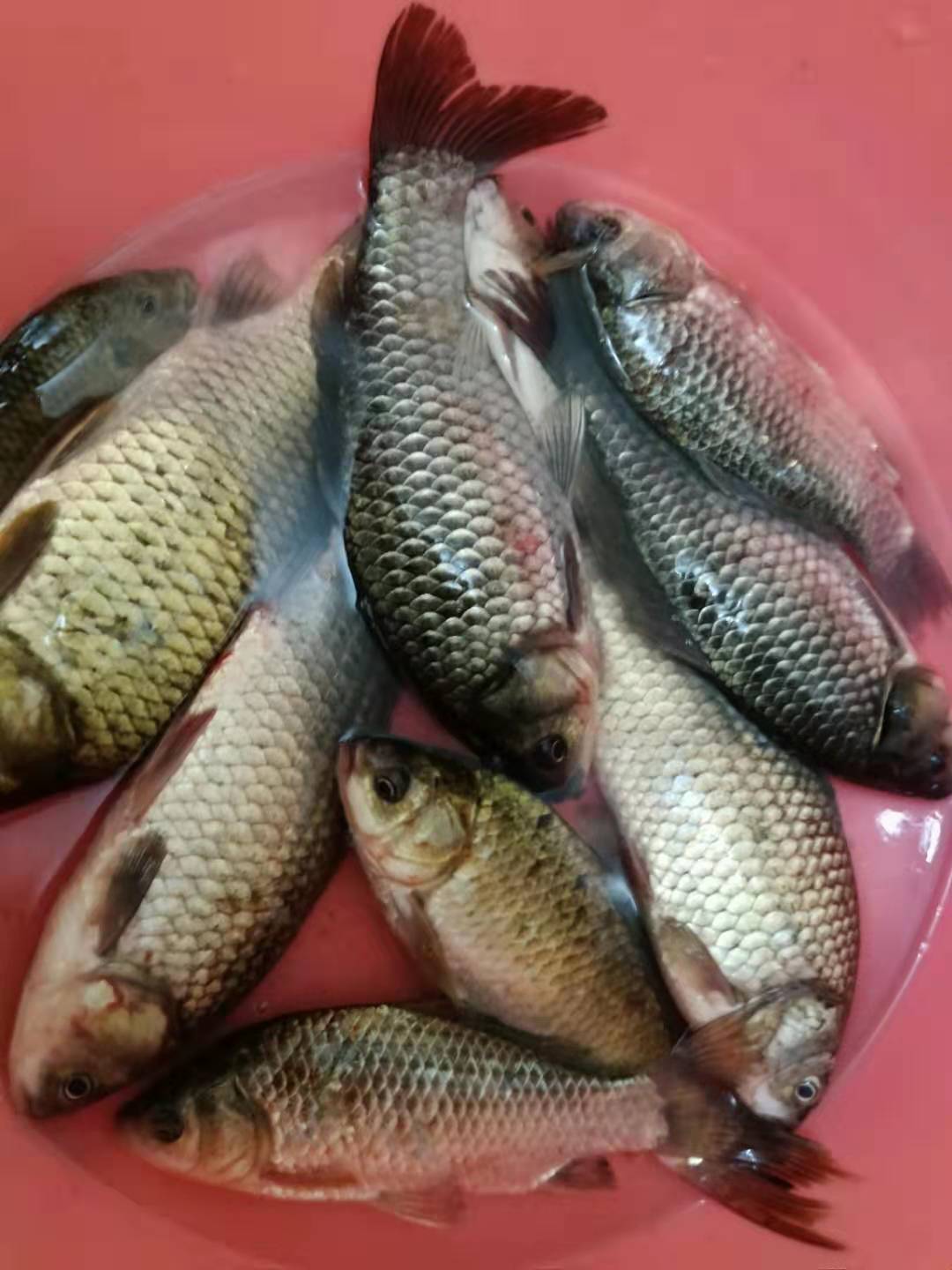 冬季钓鱼诱鲤鱼秘方,春季钓鱼如何诱鱼