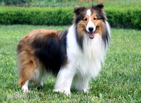 小型犬品种大全及图片柯基犬,不掉毛无体味性格温顺的小型犬