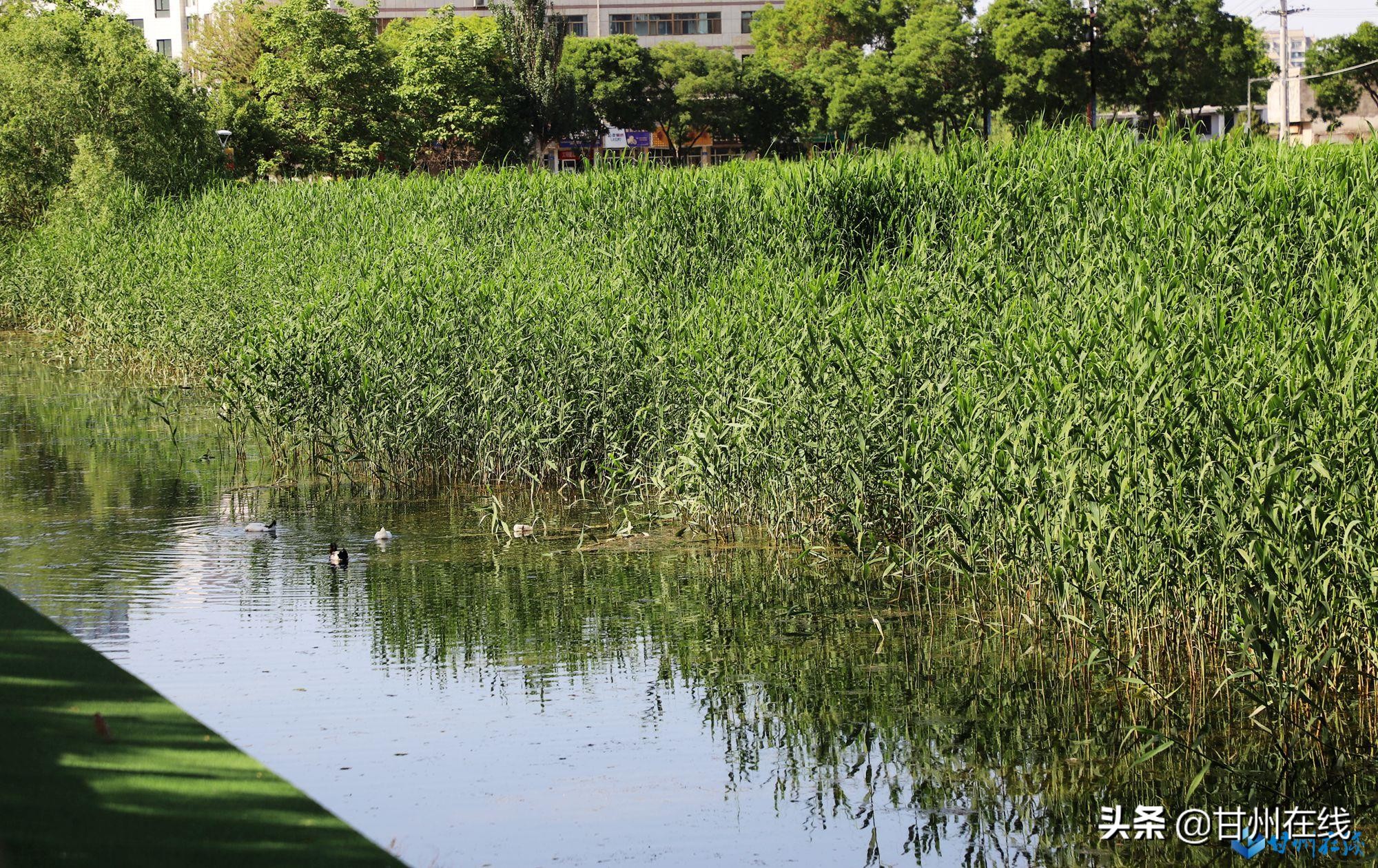 昔日“龙须沟”如今风景线——甘州区黑臭水体整治纪实