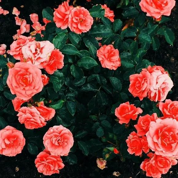 盘点晋江言情排名前十,盘点晋江近几年完结高分榜前十名