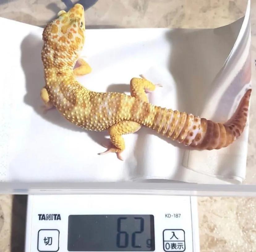 豹纹守宫繁育选什么基因,豹纹守宫怎么饲养可以更加听话