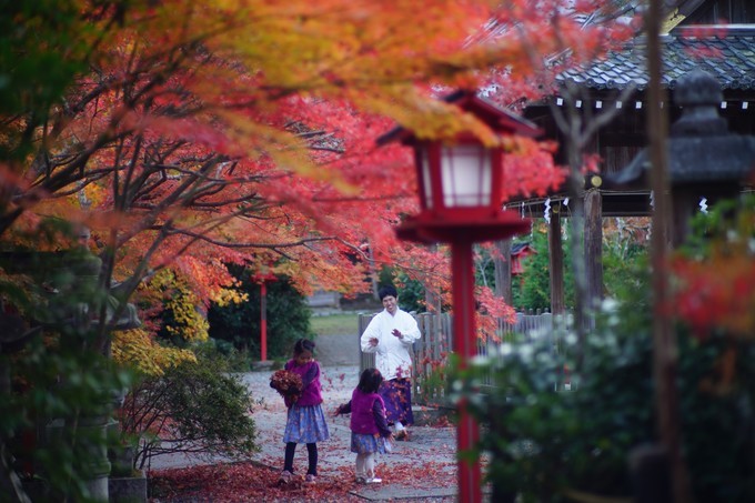京都赏枫2022,京都赏枫必去景点有哪些好玩的
