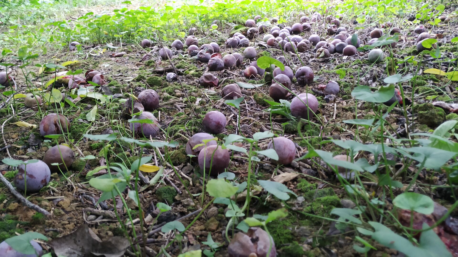 翁源三华李口感,三华李甜