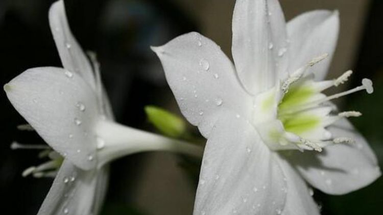 白兰花白色香还是黄色香,哪个品种白兰花最香