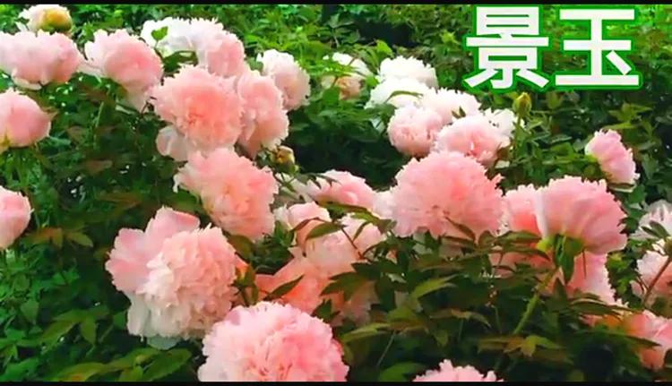 雍容华贵的国之牡丹惊艳了世界,美丽富贵的国花洛阳牡丹