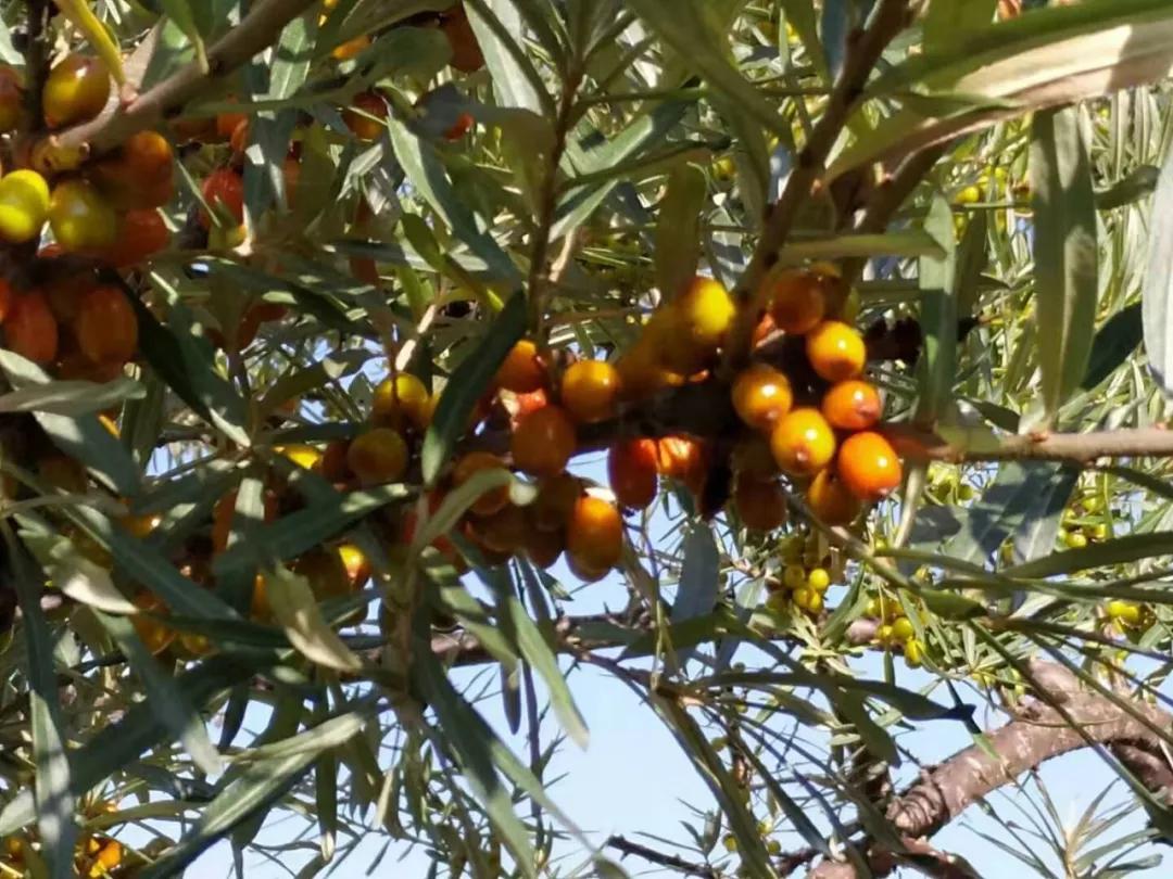 沙棘种植可行性研究报告,沙棘调研