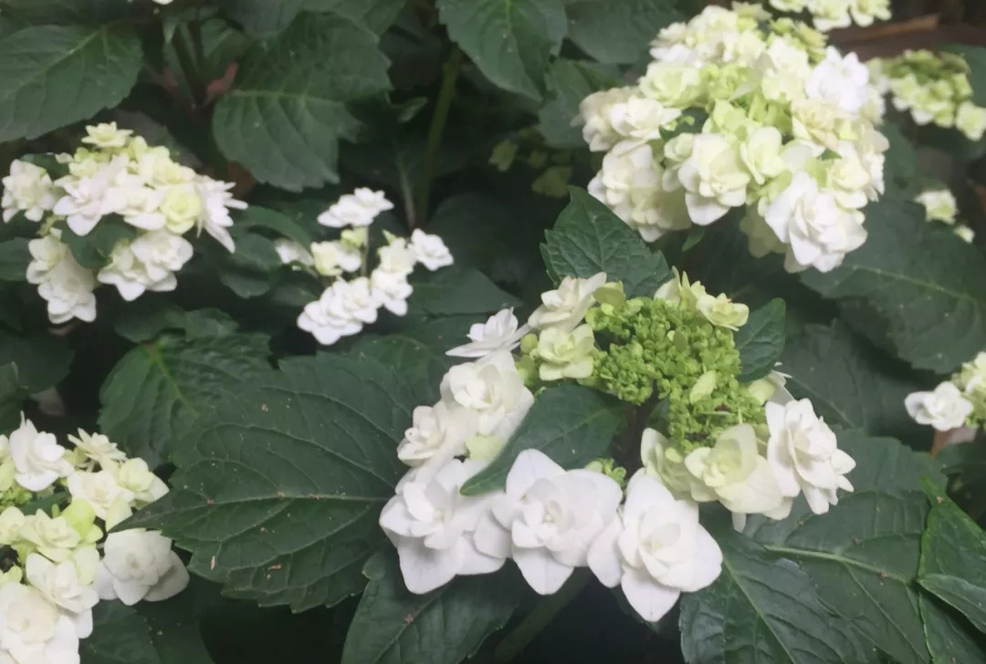 绣球4月中旬如何养护,绣球养护方法和注意事项